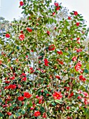 Camellia Adolphe Audusson