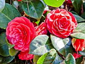 Camellia Margherita Coleoni