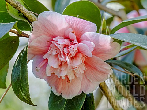 Camellia_Me_Charles_Blard