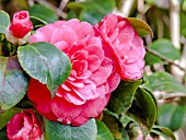 Camellia Conte Boutourlin