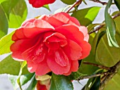 Camellia Sutcliffes Sunset