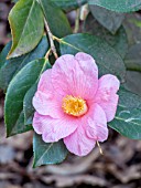 Camellia Mary Jobson