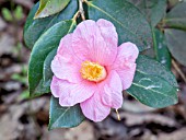 Camellia Mary Jobson