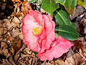 Camellia Lady Clare