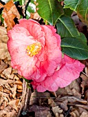 Camellia Lady Clare