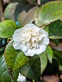 Camellia Noblissima