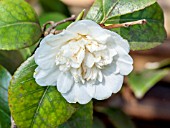 Camellia Noblissima