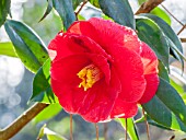 Camellia Saint Philibert