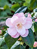 Camellia Berenice Boddy