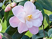 Camellia Berenice Boddy