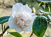 Camellia Floradora Girl