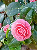 Camellia Hawaii