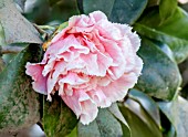 Camellia Hawaii