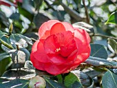 Camellia Drama Girl