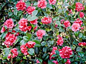 Camellia Madame Martin Cachet