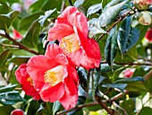 Camellia Jupiter