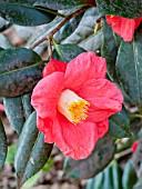 Camellia Jupiter