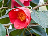 Camellia Sylvia