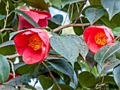 Camellia Sylvia