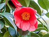 Camellia Sylvia