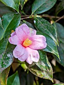 Camellia Magali