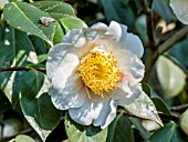 Camellia Nioi-fubuki