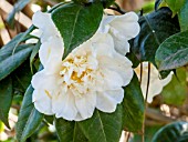 Camellia Monsieur Paugam