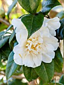 Camellia Monsieur Paugam