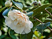 Camellia Elegans Champagne