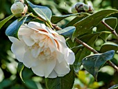 Camellia Elegans Champagne