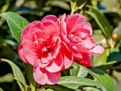 Camellia Anticipation