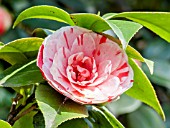 Camellia Lavinia Maggi