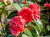 Camellia Madame Martin Cachet