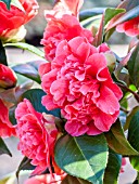 Camellia Madame Martin Cachet