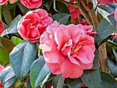 Camellia Gloire de Nantes