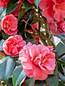 Camellia Gloire de Nantes