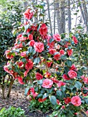 Camellia Gloire de Nantes