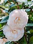 Camellia Dr Lilyan Hanchey