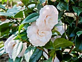 Camellia Dr Lilyan Hanchey