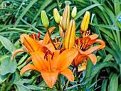 Lilium  African Queen