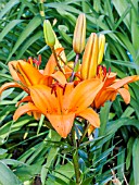 Lilium African Queen