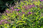 Vernone, Vernonia crinita, in bloom
