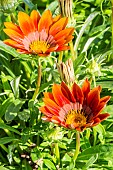 Treasure Flower Big Kiss Red, Gazania splendens Big Kiss Red, flowers