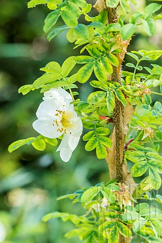 Cherokee_rose_Rosa_laevigata_flowers