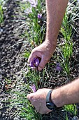 Harvesting saffron flowers (Crocus sativus) to harvest saffron in autumn, Pas-de-Calais, France