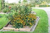 Rudbeckia in a wooden square in summer, Pas-de-Calais, France