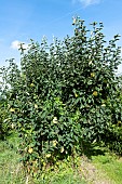 Cydonia oblongua, Quince tree in fruit in summer, Pas-de-Calais, France