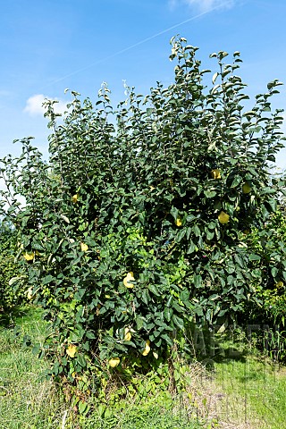 Cydonia_oblongua_Quince_tree_in_fruit_in_summer_PasdeCalais_France