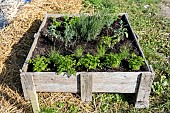 Aromatic square, composed of thyme, parsley, chives in summer, Pas de Calais, France