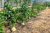 Apium graveolens rapaceum, Celeriac in a greenhouse in summer, Pas-de-Calais, France